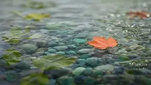 A single orange maple leaf floating calmly on a clear stream over jade and gray pebbles while other leaves drift past