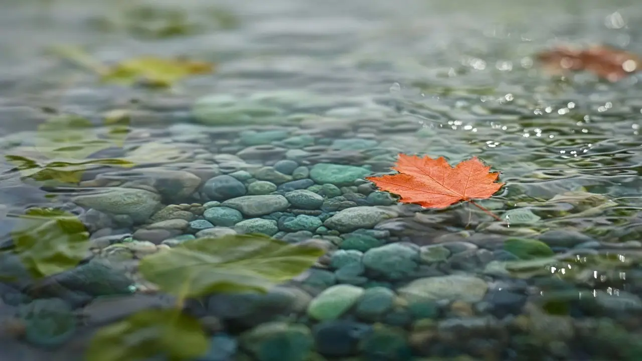 A single orange maple leaf floating calmly on a clear stream over jade and gray pebbles while other leaves drift past